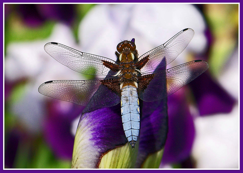 diese wunderschöne Plattbauchlibelle...