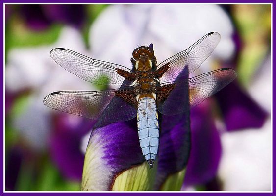 diese wunderschöne Plattbauchlibelle...