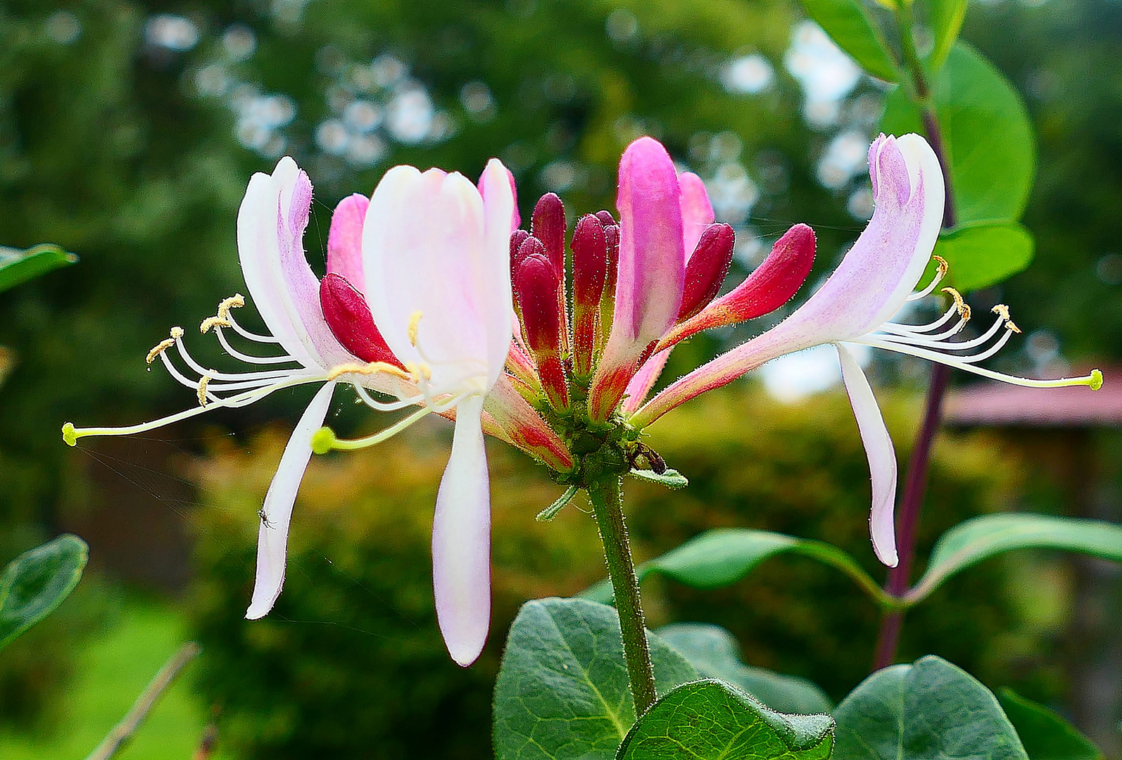 Diese zarte Geißblattblüte . . .