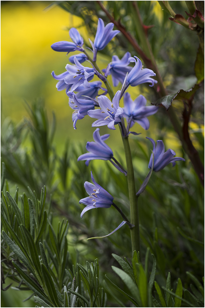 diese zeit im jahr gehört den blumen