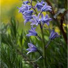 diese zeit im jahr gehört den blumen