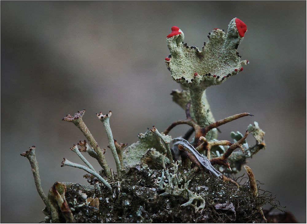 Diese zweiäugige Cladonia ...