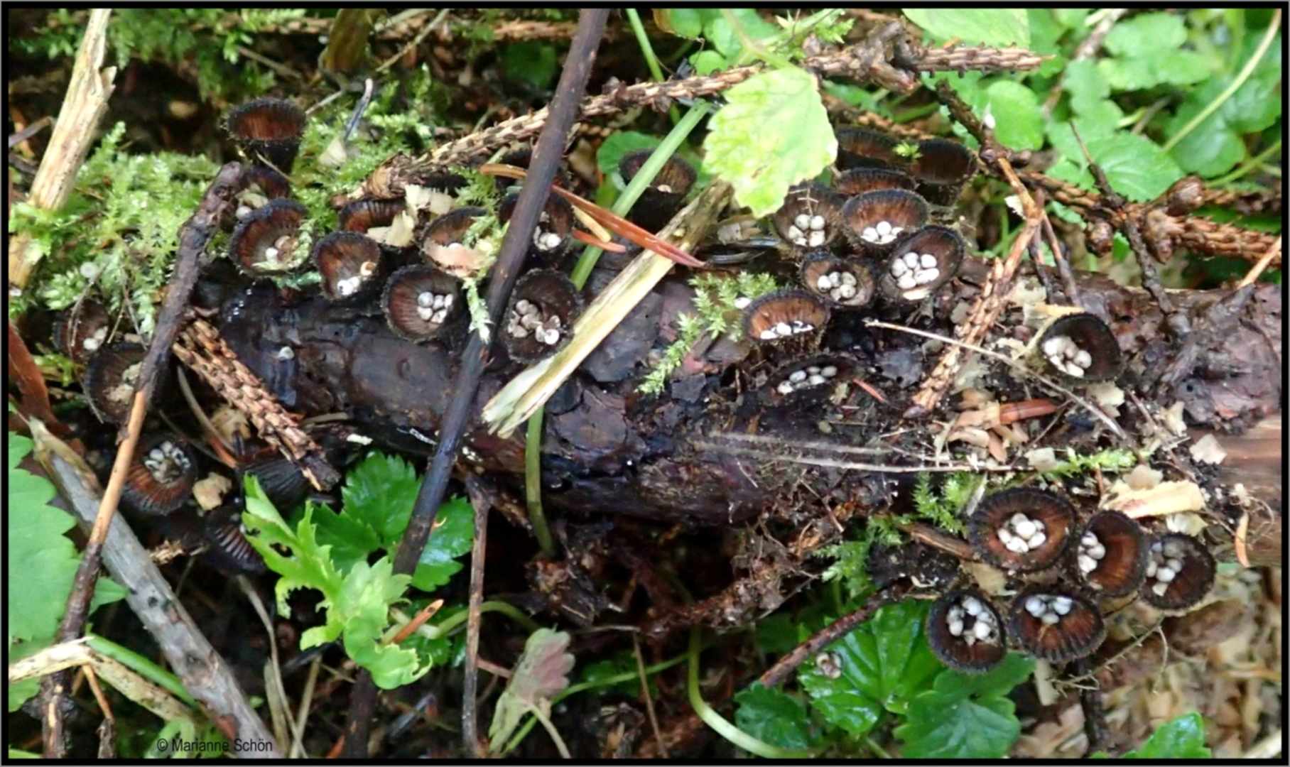 Diese...Gestreiften Teuerlinge...Cyathus striatus...