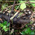 Diese...Gestreiften Teuerlinge...Cyathus striatus...