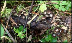 Diese...Gestreiften Teuerlinge...Cyathus striatus...