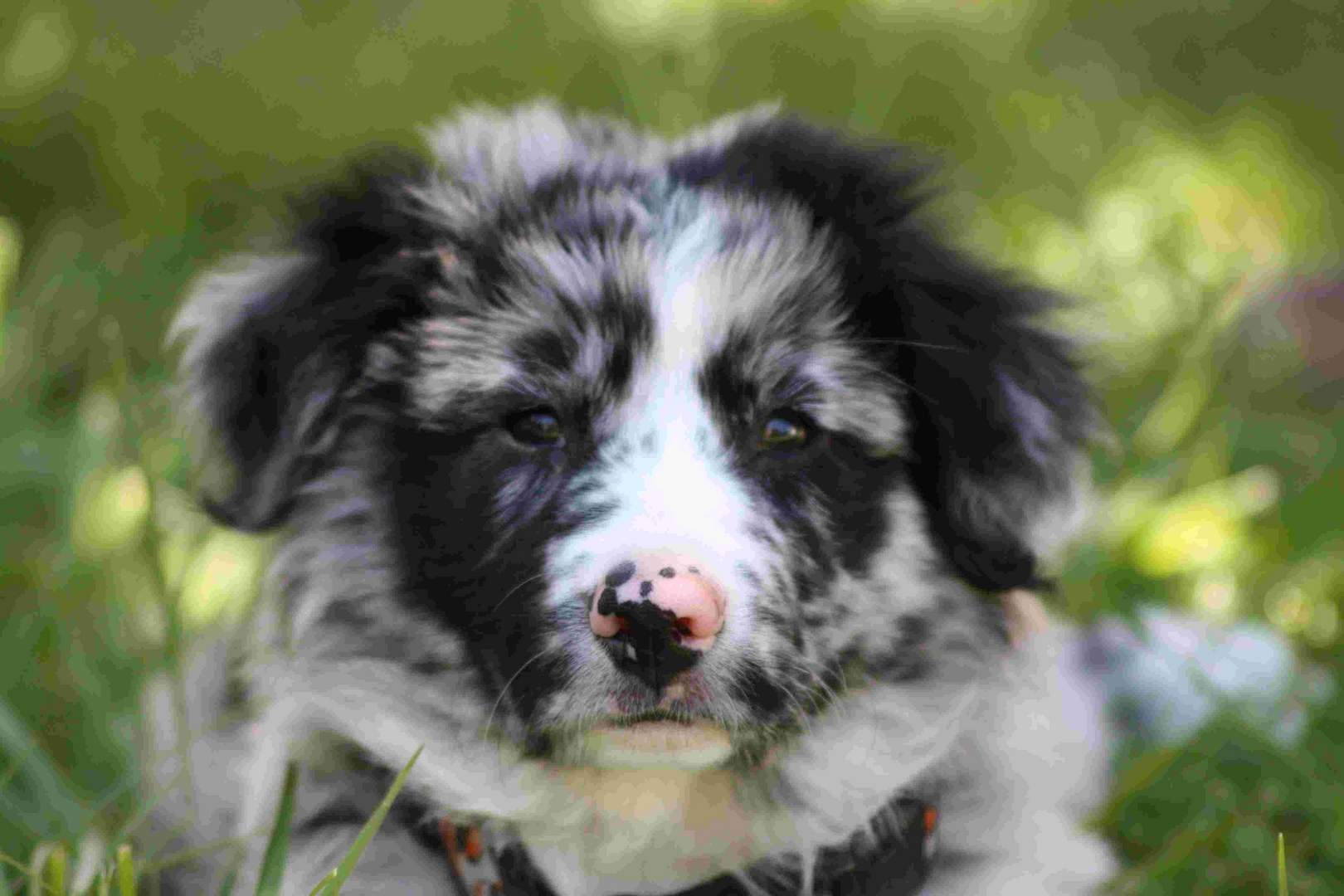 Diesel Border Collie blue merle mottled