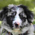 Diesel Border Collie blue merle mottled