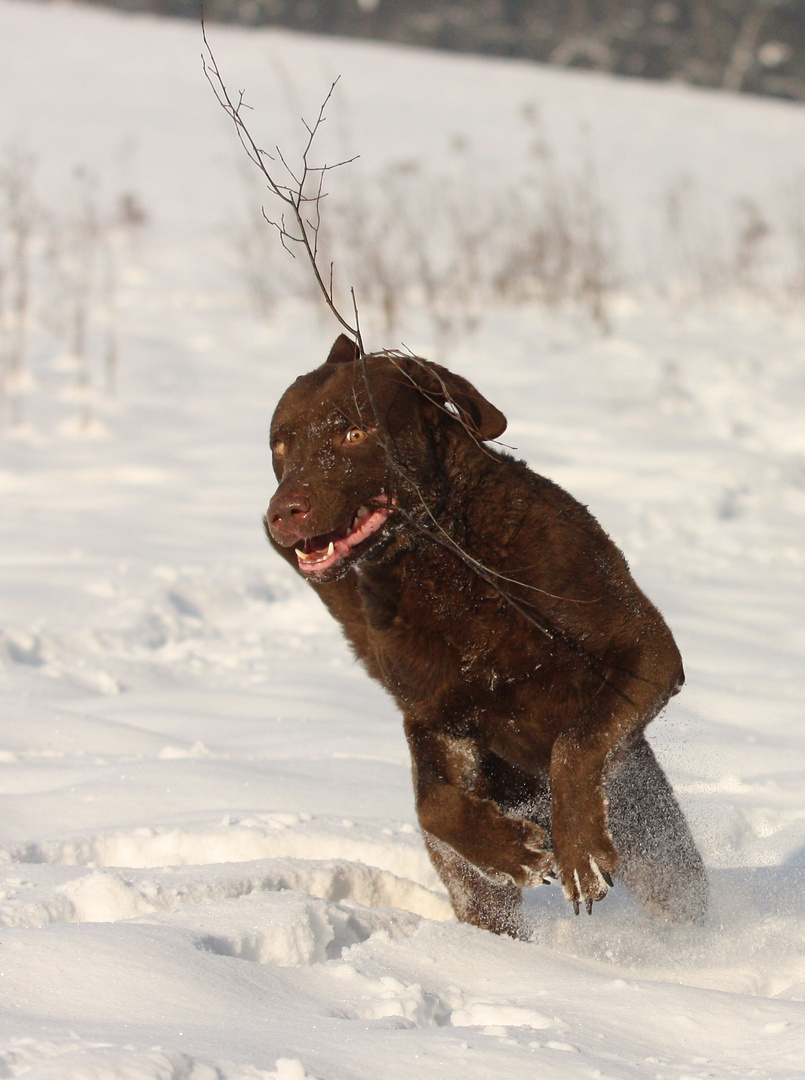 Diesel mit 2 Jahren