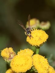 Dieselbe Cerceris-Knotenwespe wie auf dem letzten Foto, ...