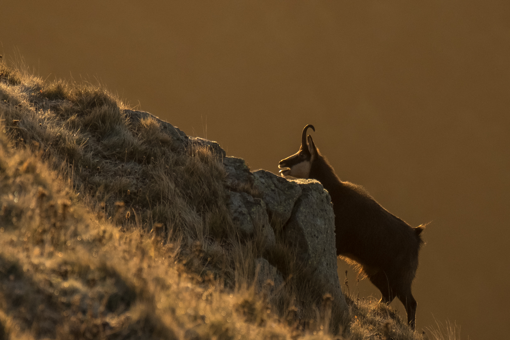 Dieselbe Gemse hinter einem Felsen