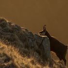 Dieselbe Gemse hinter einem Felsen