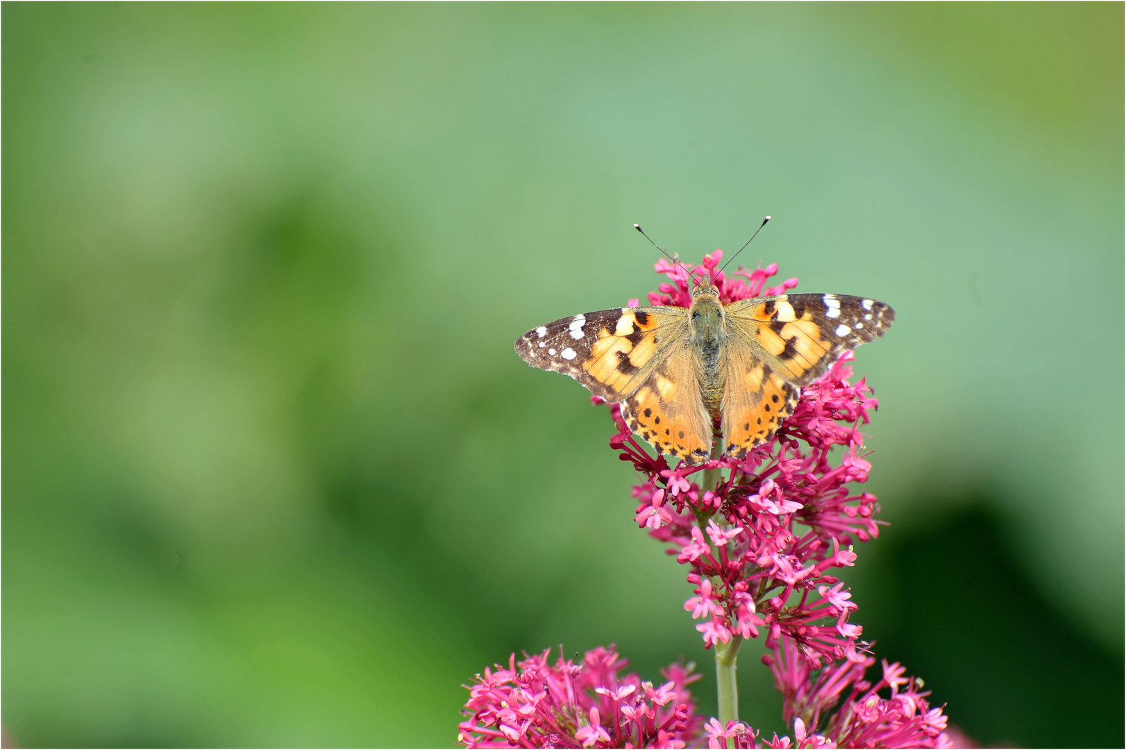 Dieselfalter auf roter Spornblume