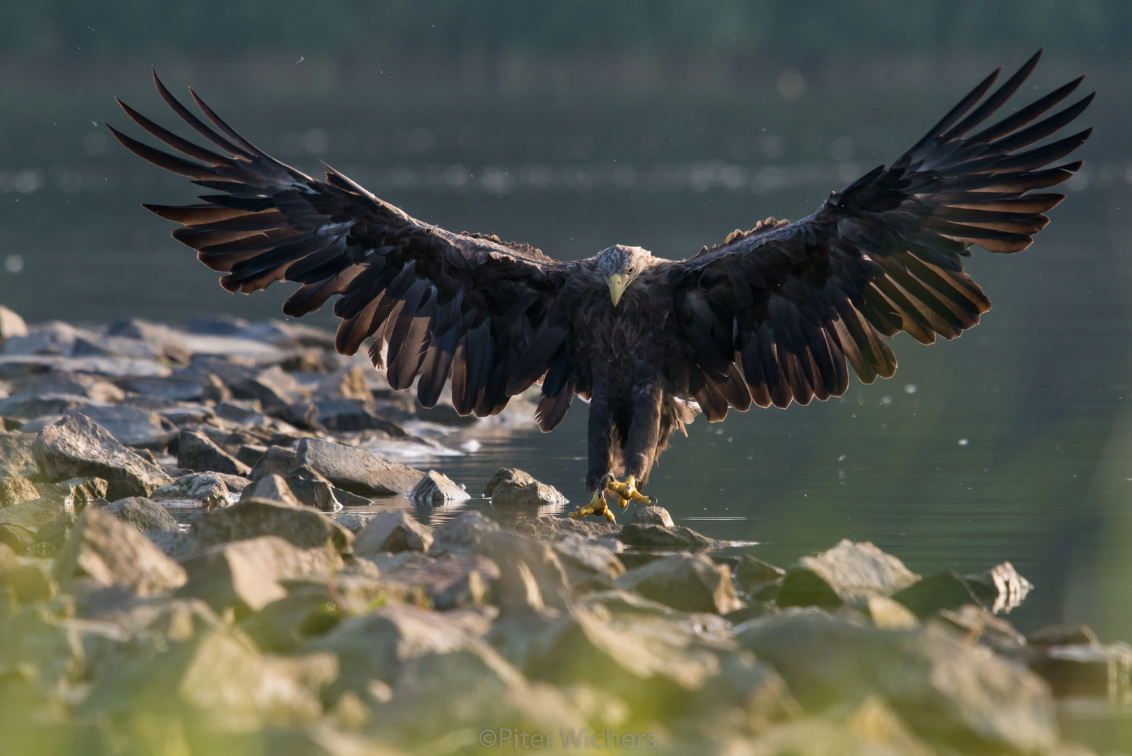 Diesem adulten Seeadler..