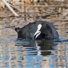 Diesem Blässhuhn (Fulica atra) kam ich . . .