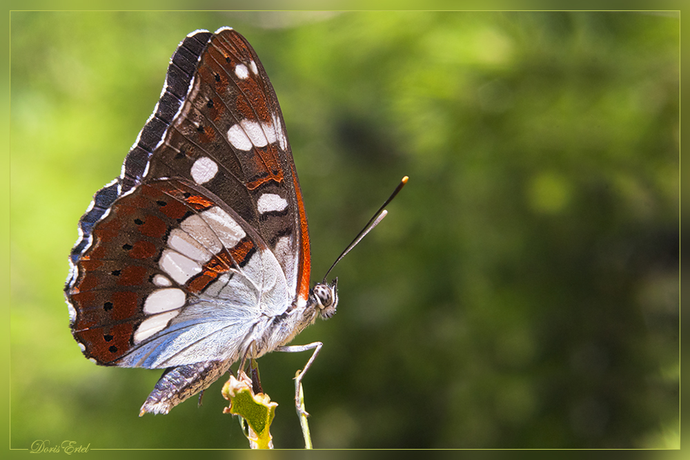 Diesem bunten Schmetterling...