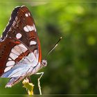 Diesem bunten Schmetterling...