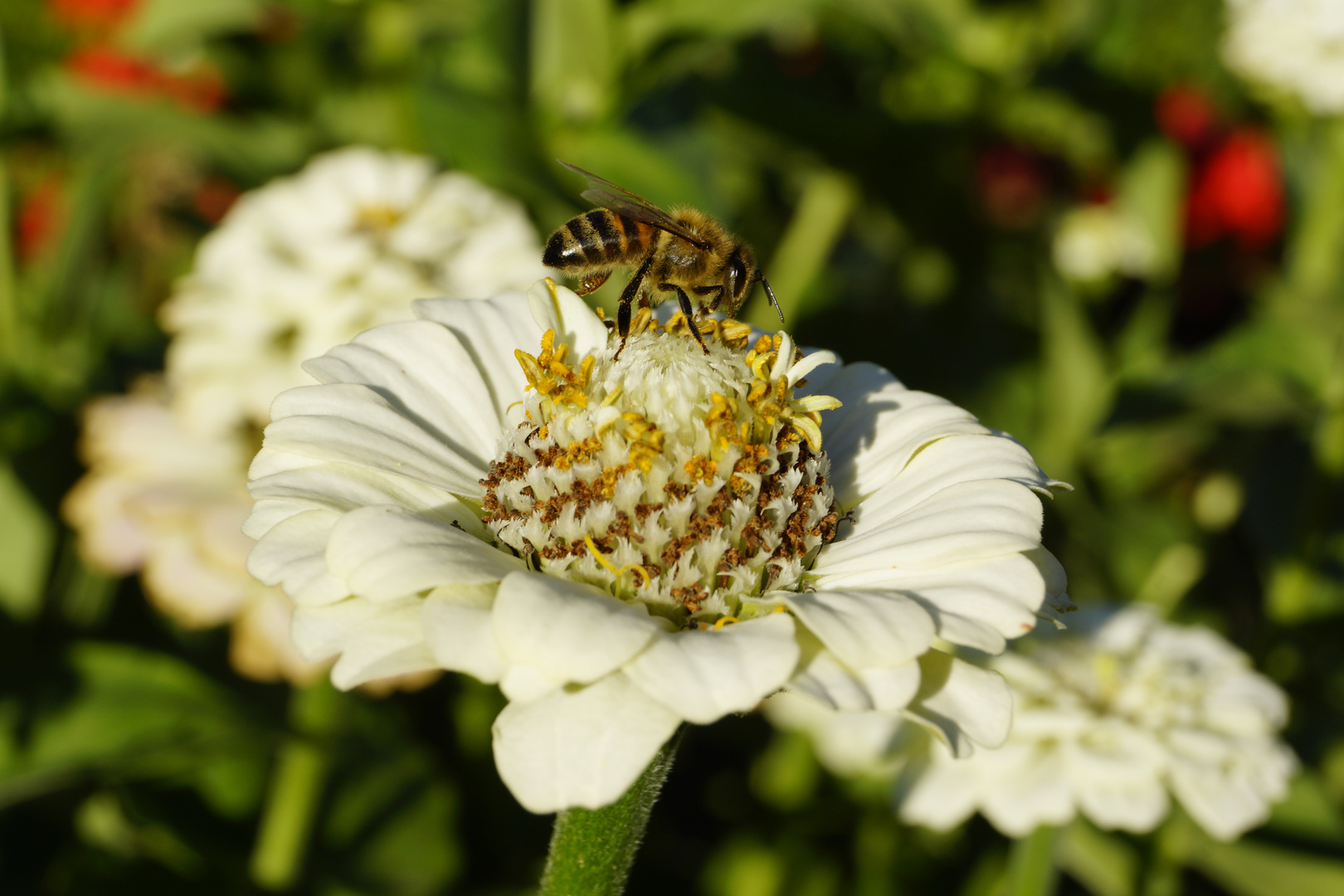 Diesem Sommer aufgenommen.