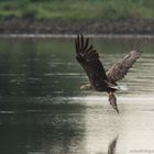 Diesen adulten Seeadler..