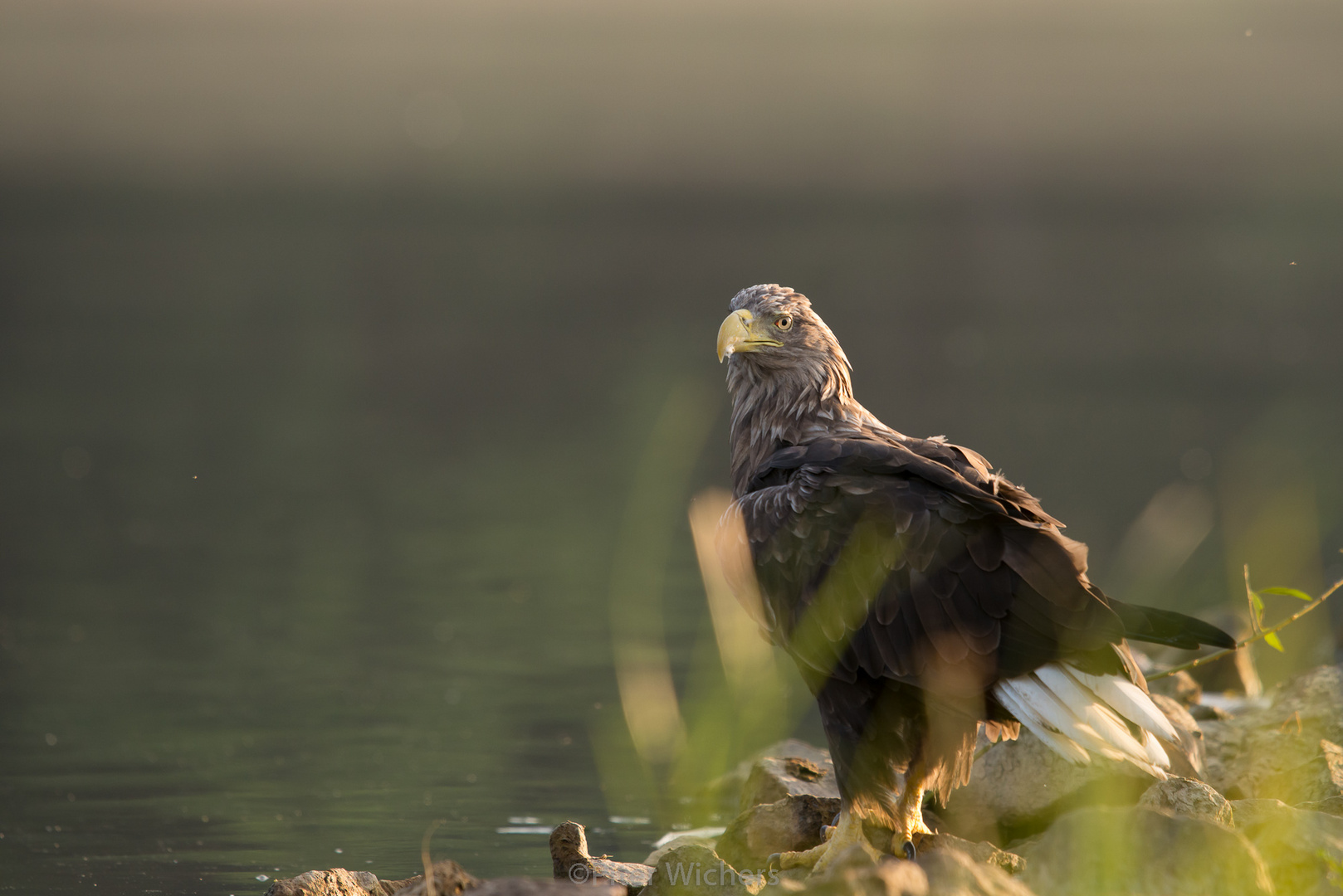 Diesen adulten Seeadler..