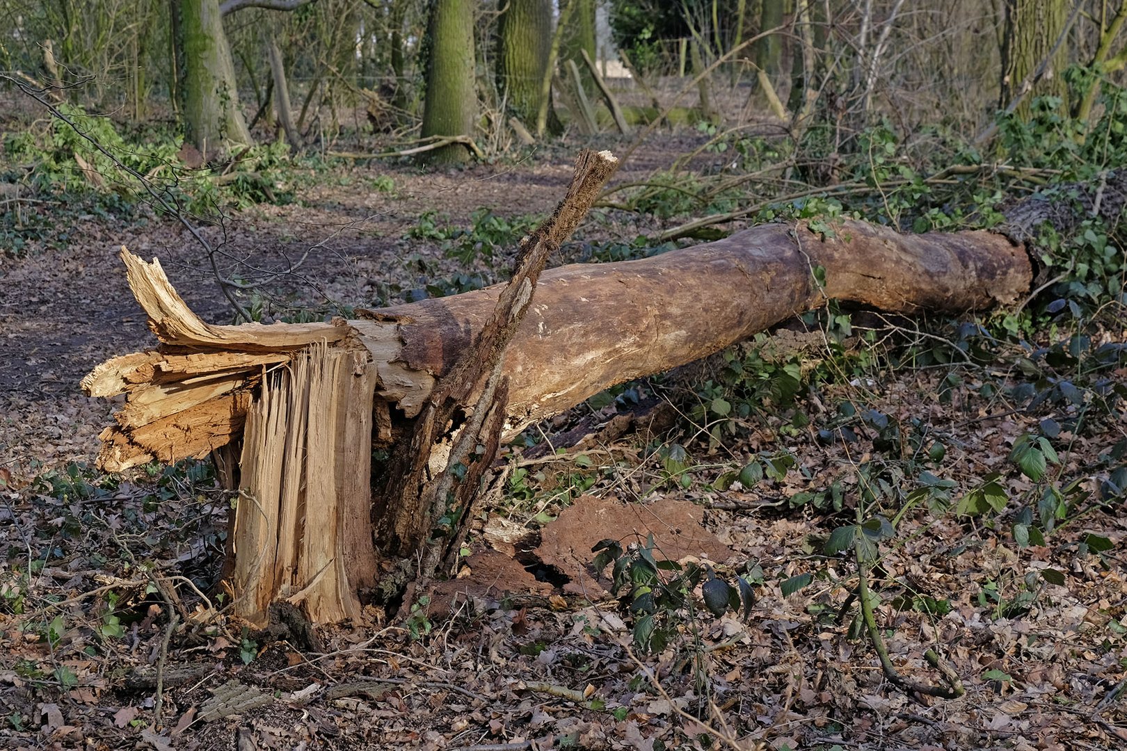 Diesen altersschwachen Baum hat der Sturm einfach abgeknickt!