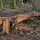 Diesen altersschwachen Baum hat der Sturm einfach abgeknickt!