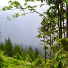 Diesen Ausblick in die trübe Landschaft…