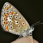 Diesen Bläuling habe ich als Hauhechelbläuling (Polyommatus icarus) bestimmt.