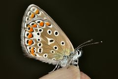 Diesen Bläuling habe ich als Hauhechelbläuling (Polyommatus icarus) bestimmt.