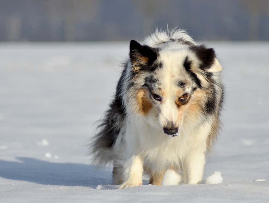 Diesen Blick