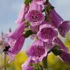 Diesen Blüten des rosé Fingerhuts ...