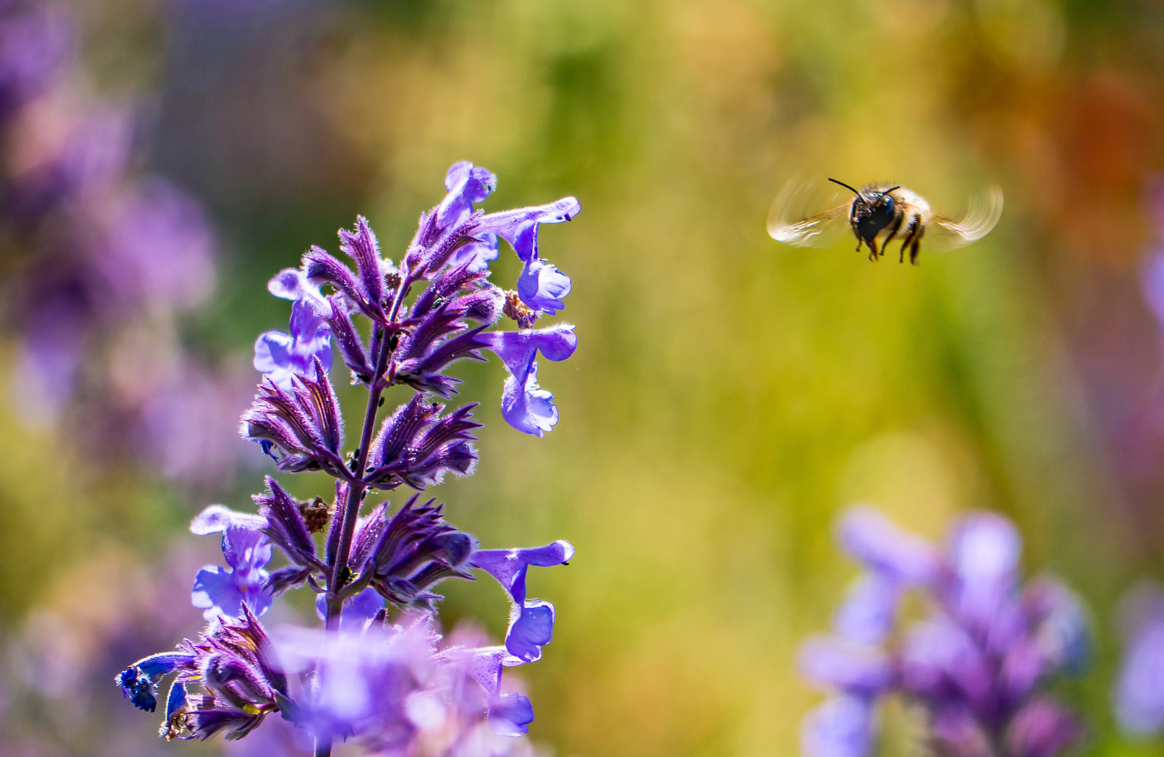 Diesen Blüten kann keine Hummel widerstehen