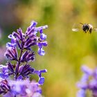 Diesen Blüten kann keine Hummel widerstehen