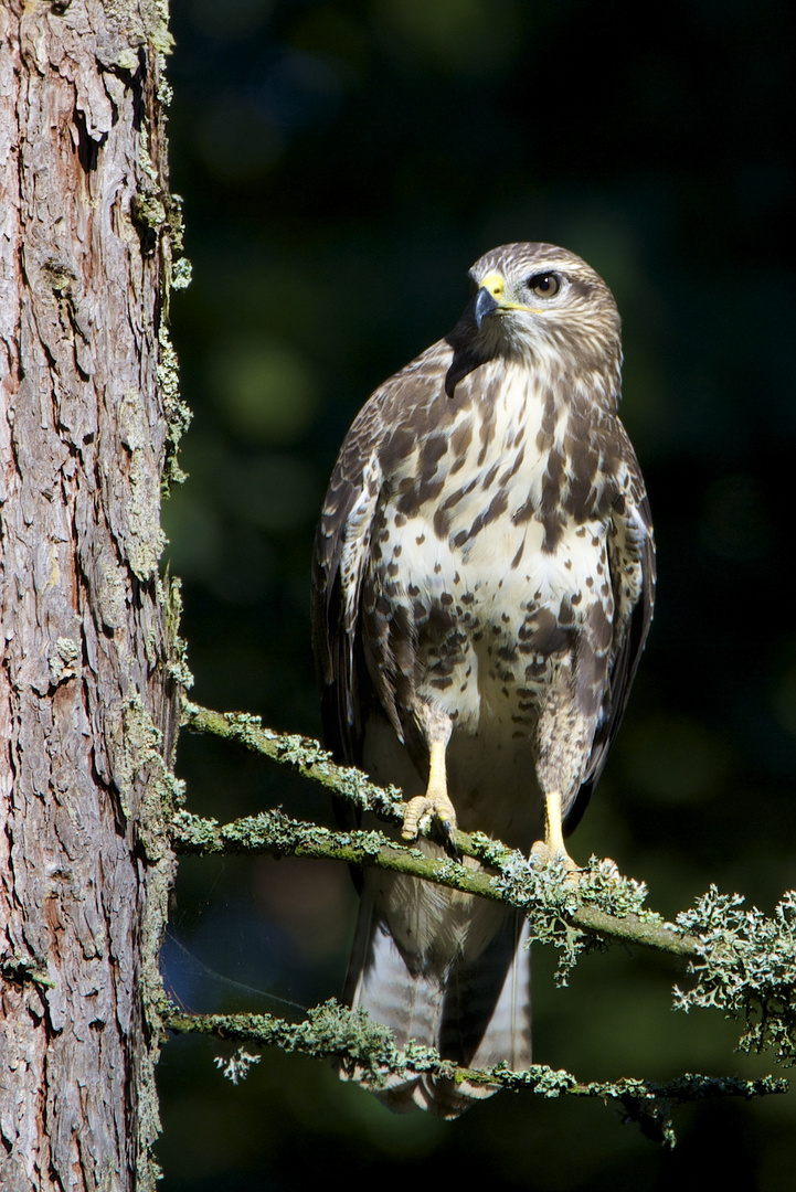 Diesen Bussard...