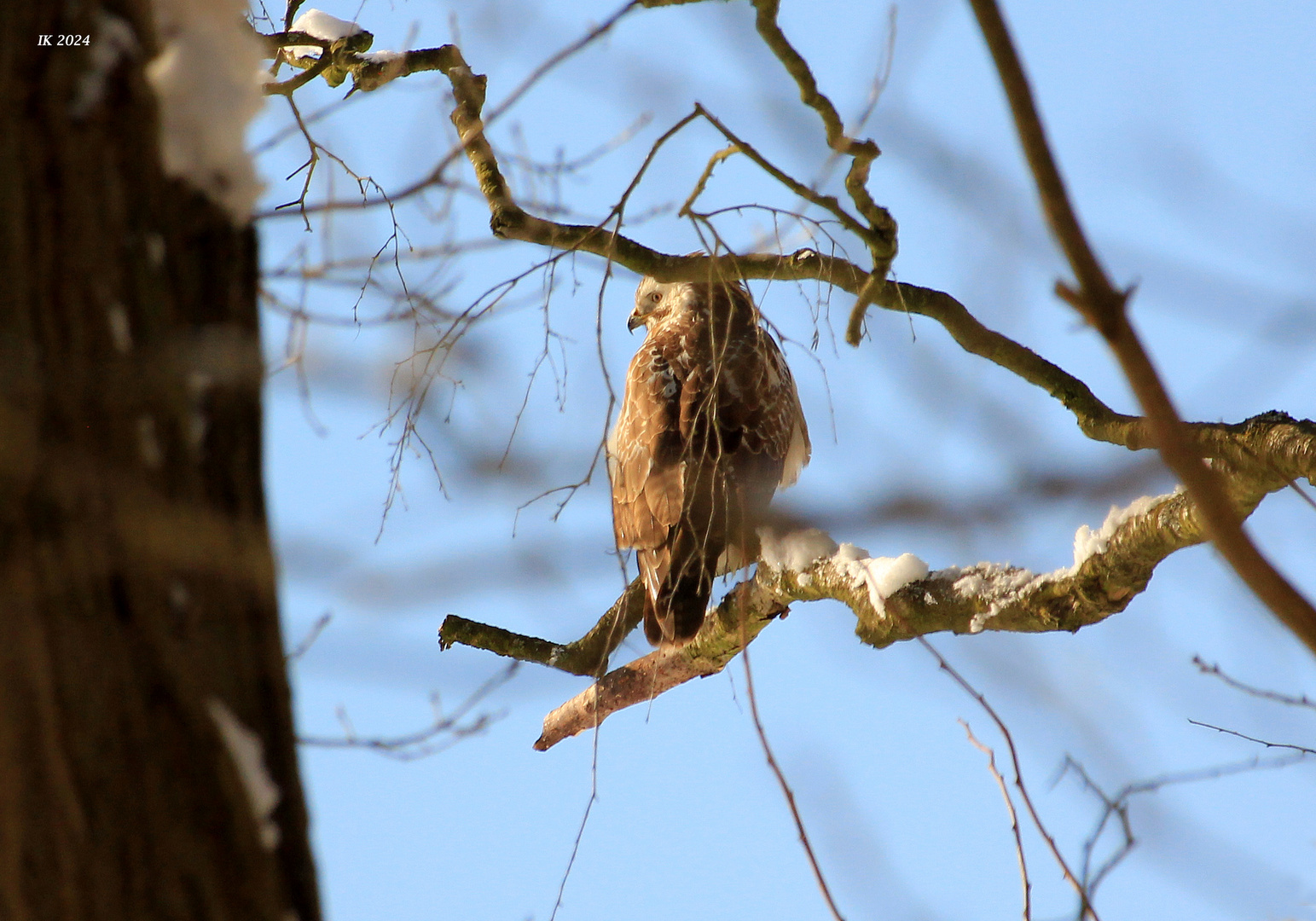 Diesen Bussard....