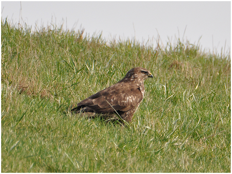 Diesen Bussard sah ich . . . (1)