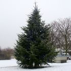 . . "diesen Christbaum". .