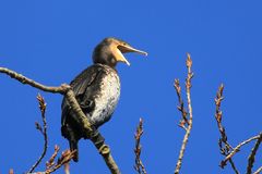 Diesen einjährigen Kormoran.....