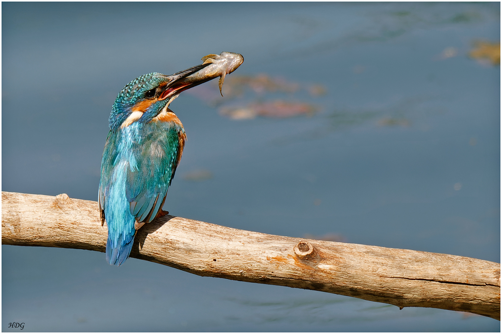 Diesen Eisvogel (2) ... 