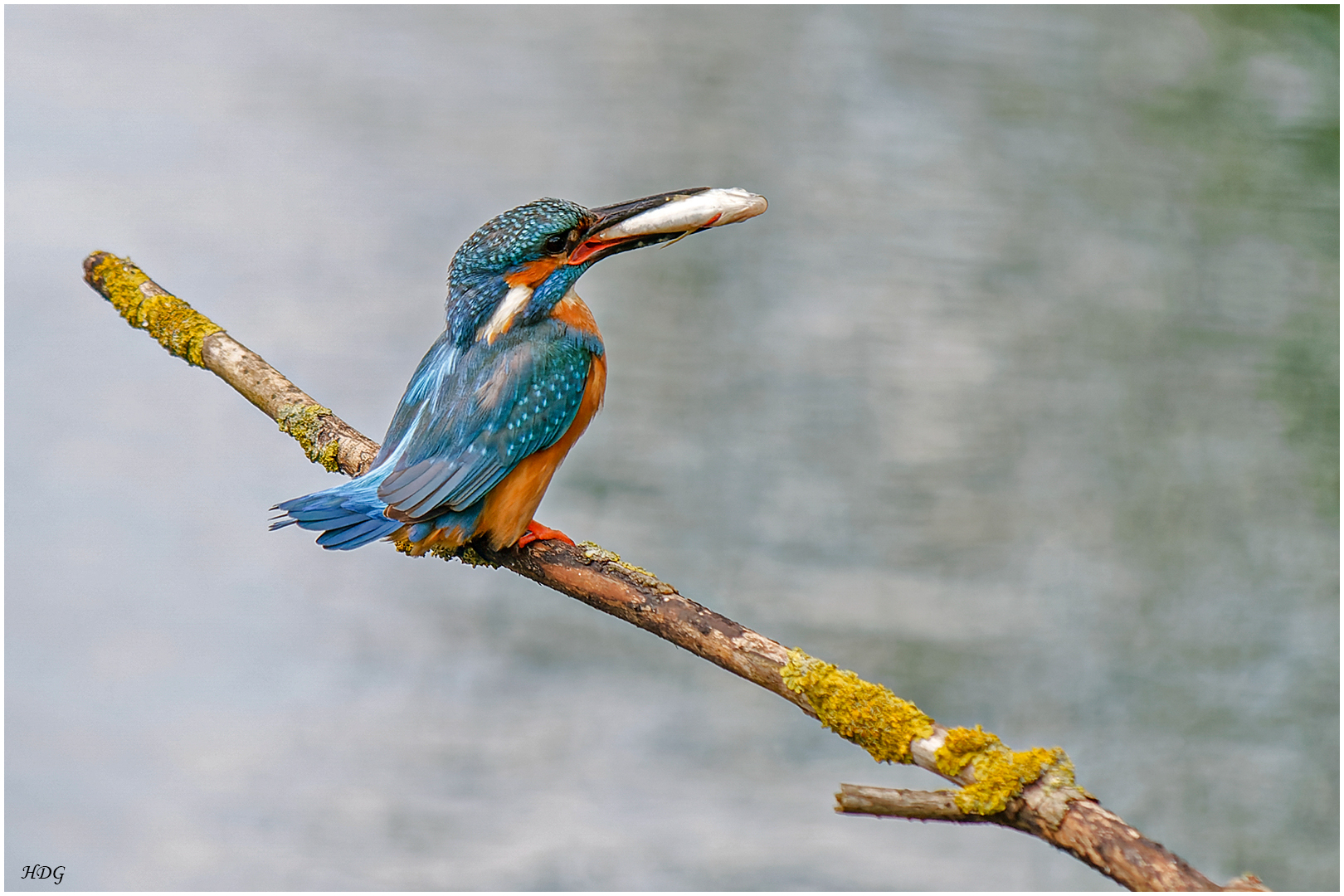 Diesen Eisvogel ...