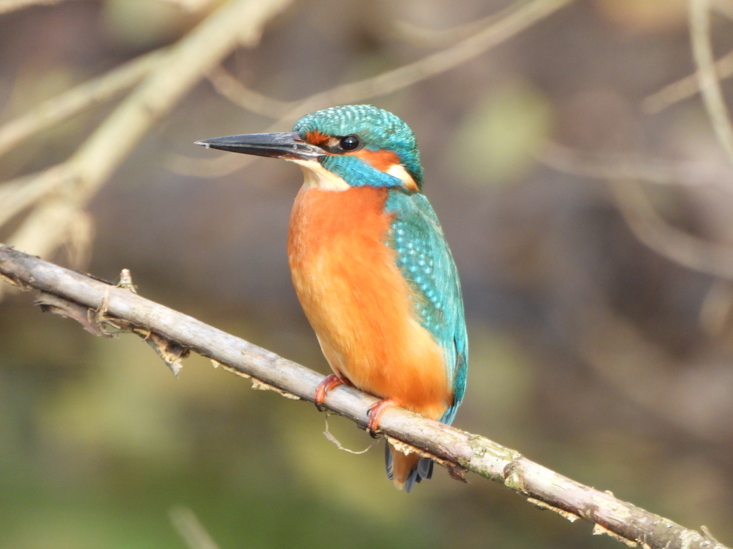 Diesen Eisvogel ........