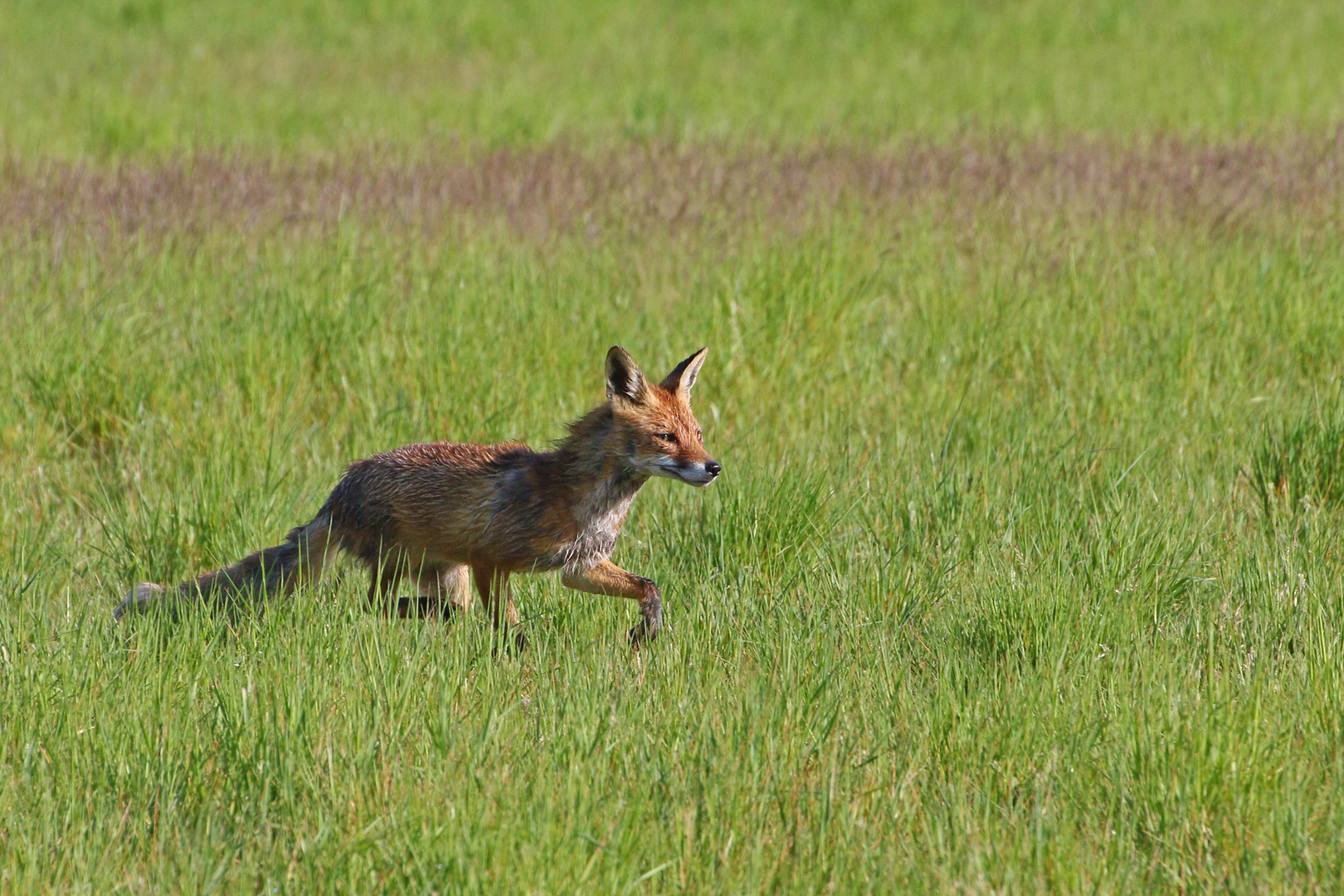 Diesen Fuchs