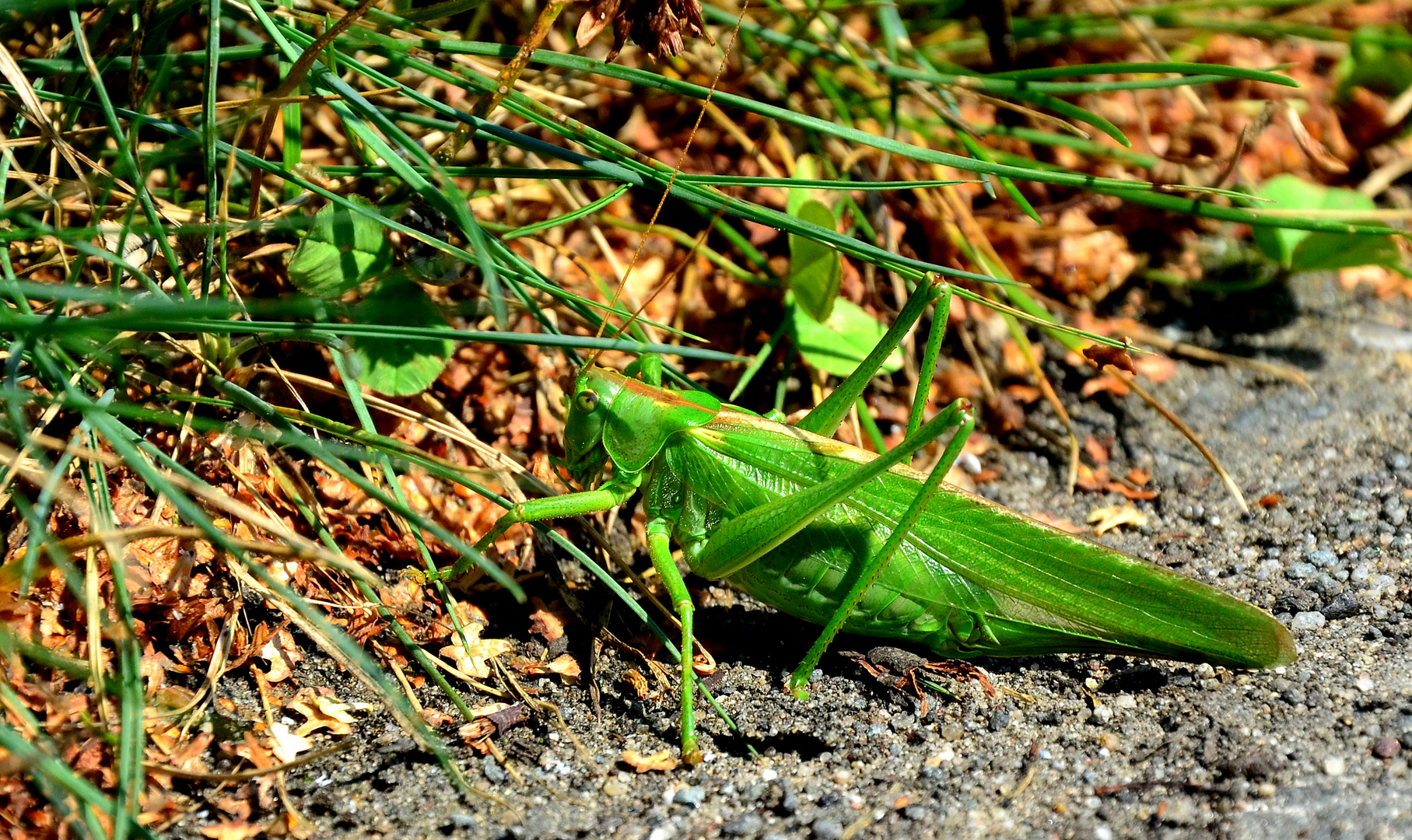 --- Diesen Grashüpfer................---