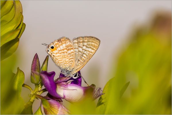 Diesen Großen Wanderbläuling