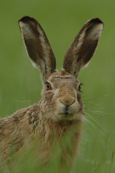 Diesen Hase....