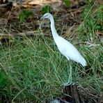 Diesen jungen Little Blue Heron (Egretta caerulea)...