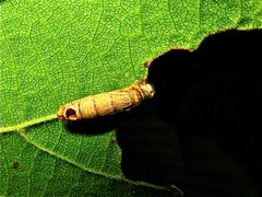 Diesen kläglichen, etwa 1 cm großen Rest einer ehemals quicklebendigen Raupe . . .