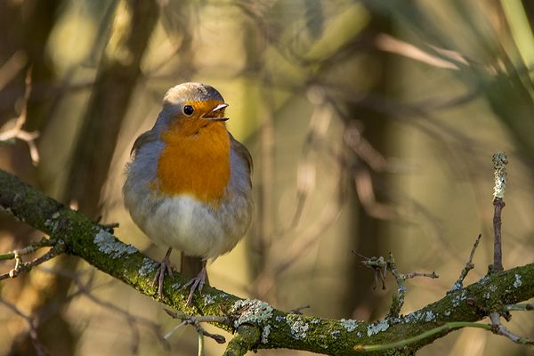Diesen kleinen Sänger