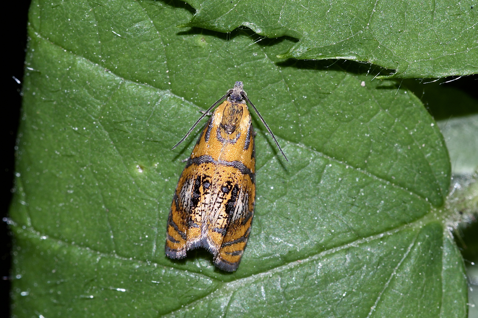 Diesen Kleinschmetterling, einen Wickler (Fam. Tortricidae) ...