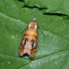 Diesen Kleinschmetterling, einen Wickler (Fam. Tortricidae) ...