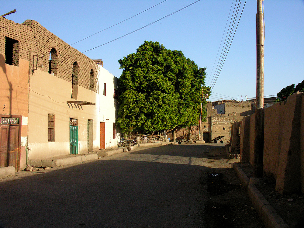 ... diesen mächtigen Baum auf dem Weg zum Tempel von Medinet Habu habe ich gerne angeschaut ...